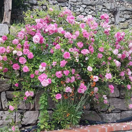 Rural Juana Alles